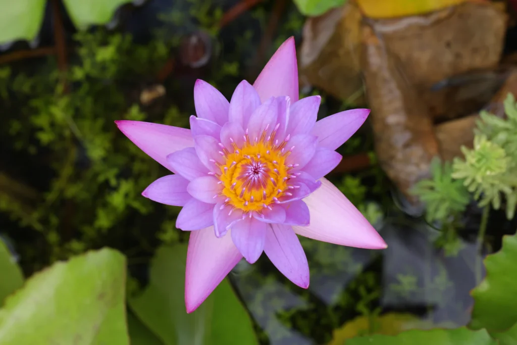 Water  Lily