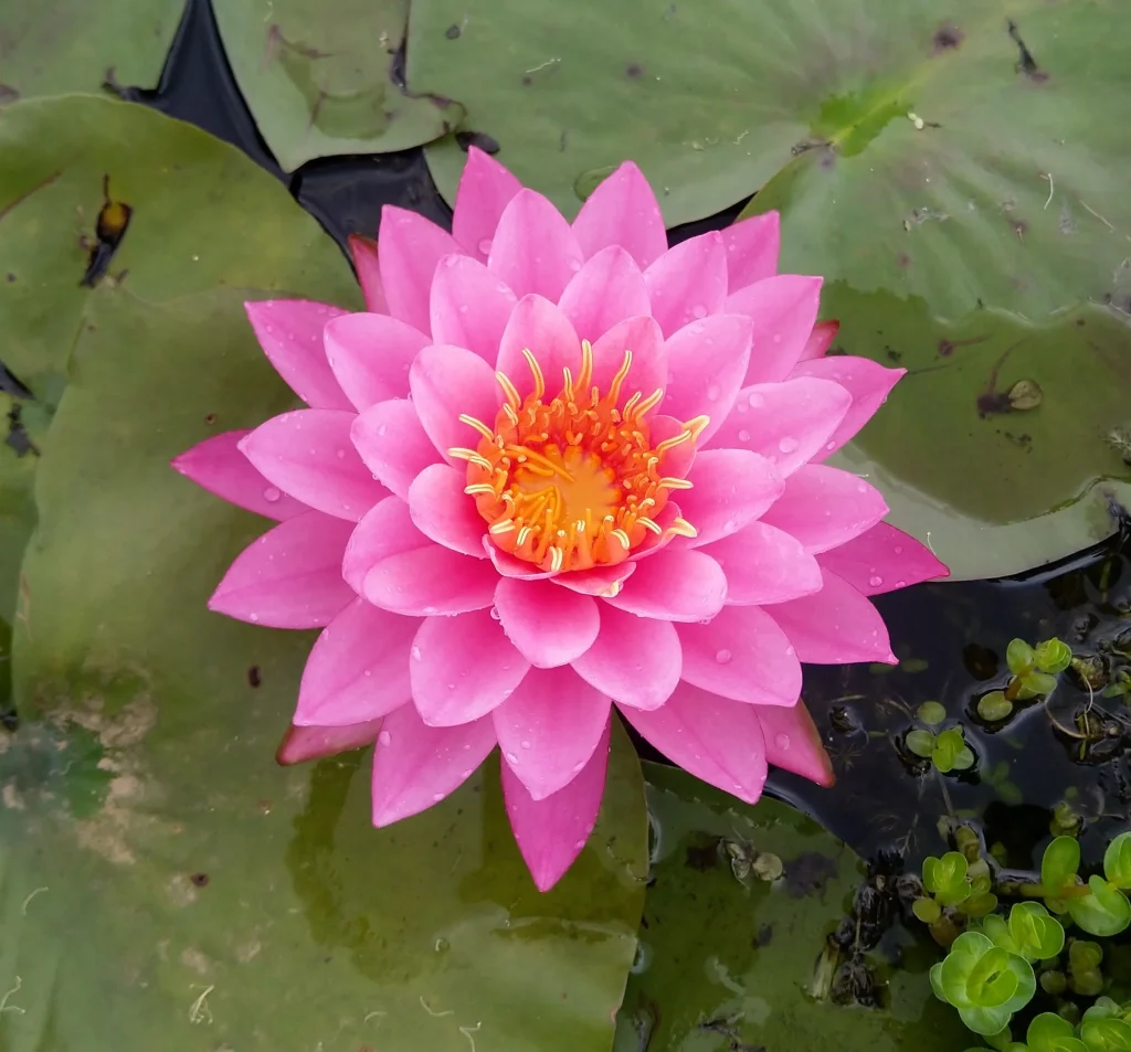 Pink Water Lily