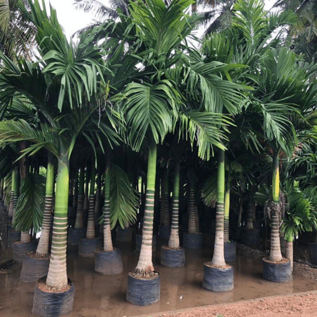 Areca Catechu