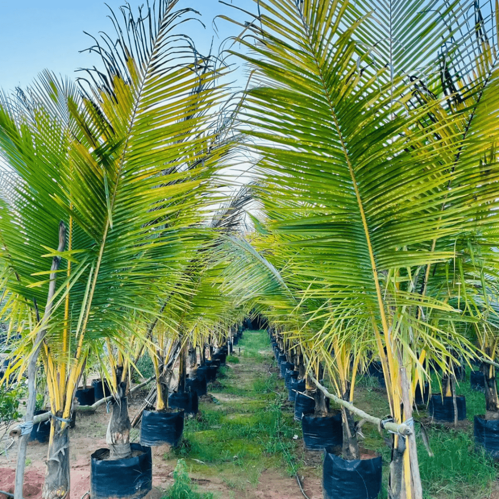 Cocos Nucifera