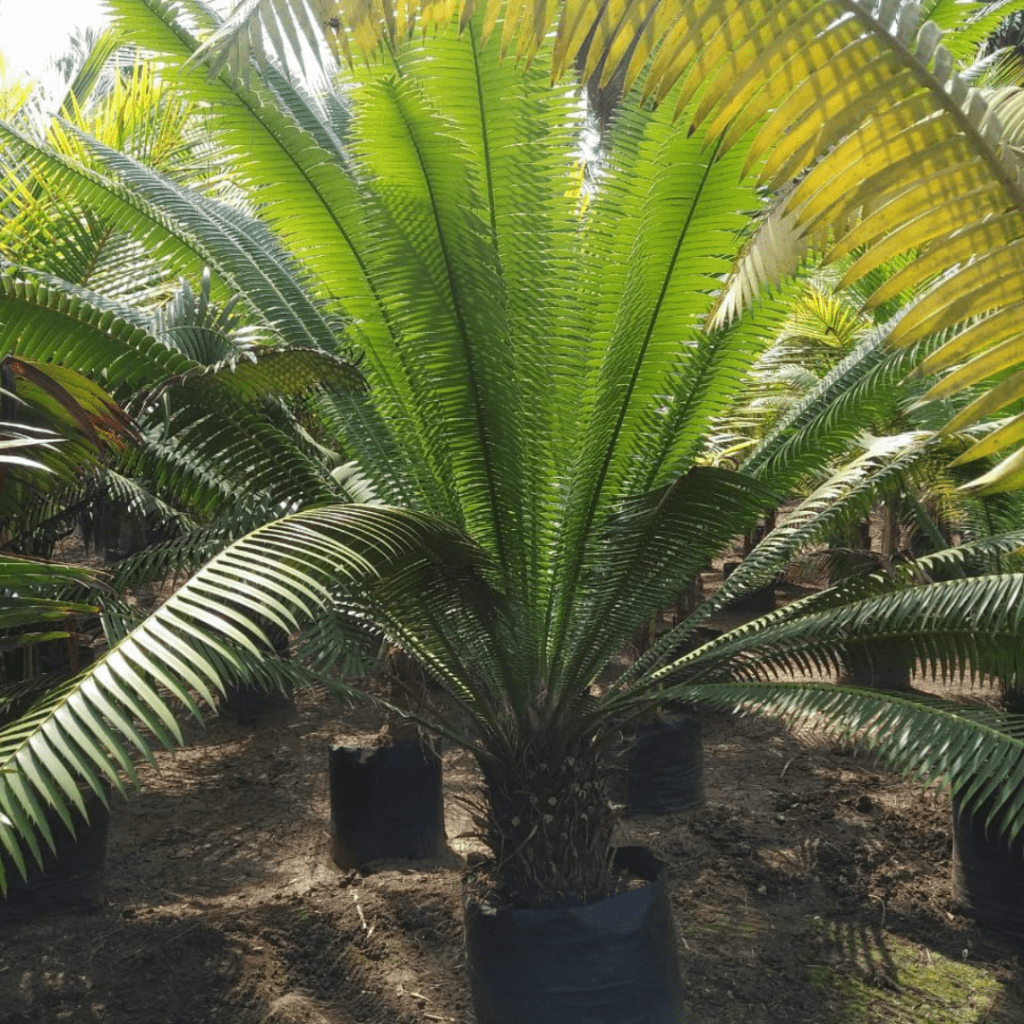 Dioon Purpusii 