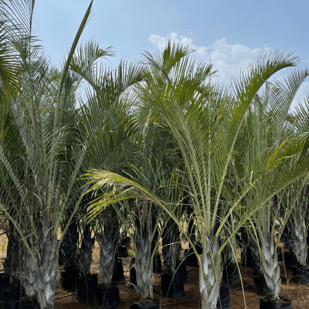 Dypsis Decaryi