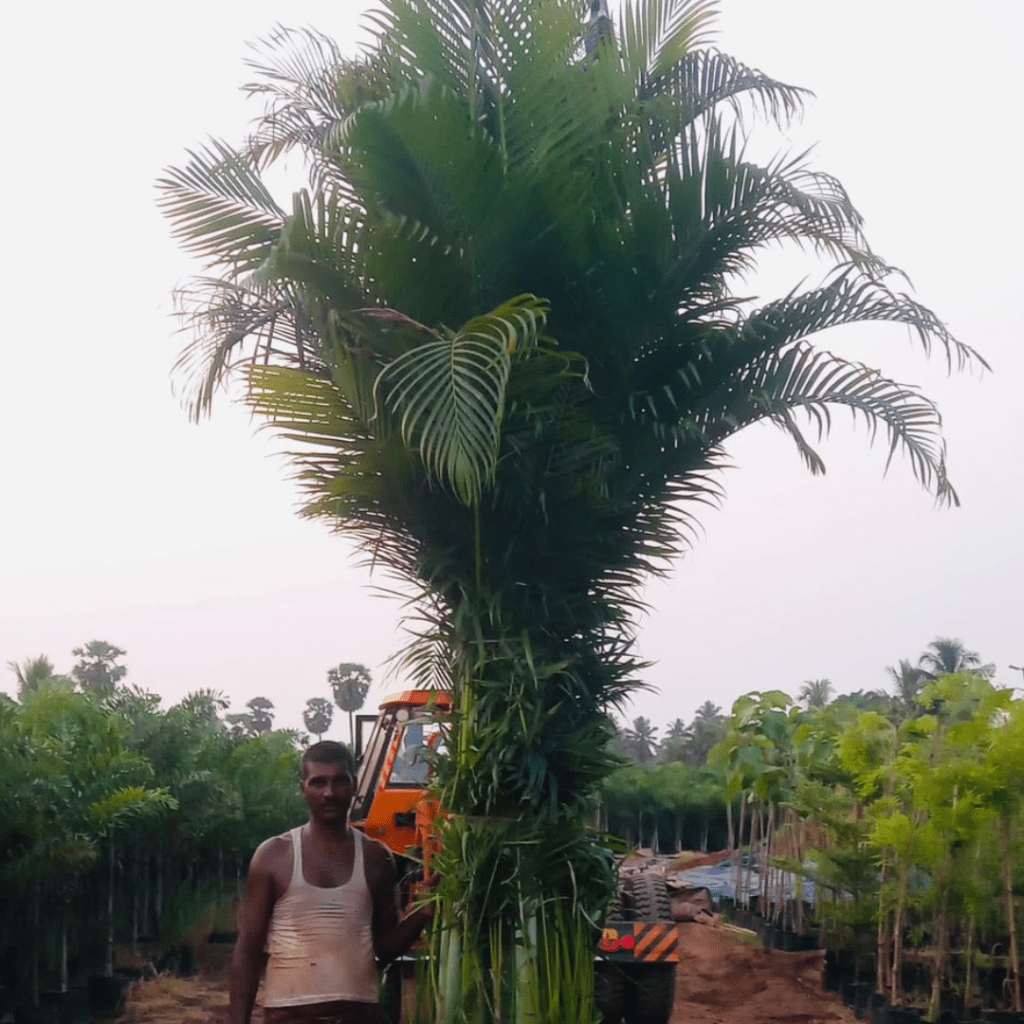 Dypsis Lutescens