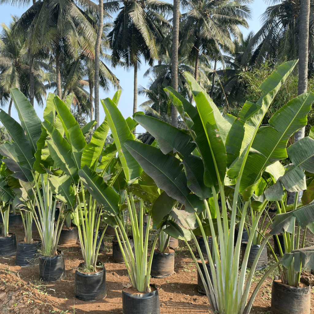 Ravenala Madagascariensis