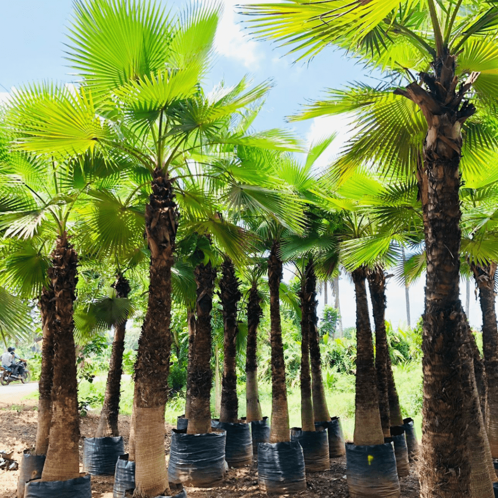 Washingtonia Filifera