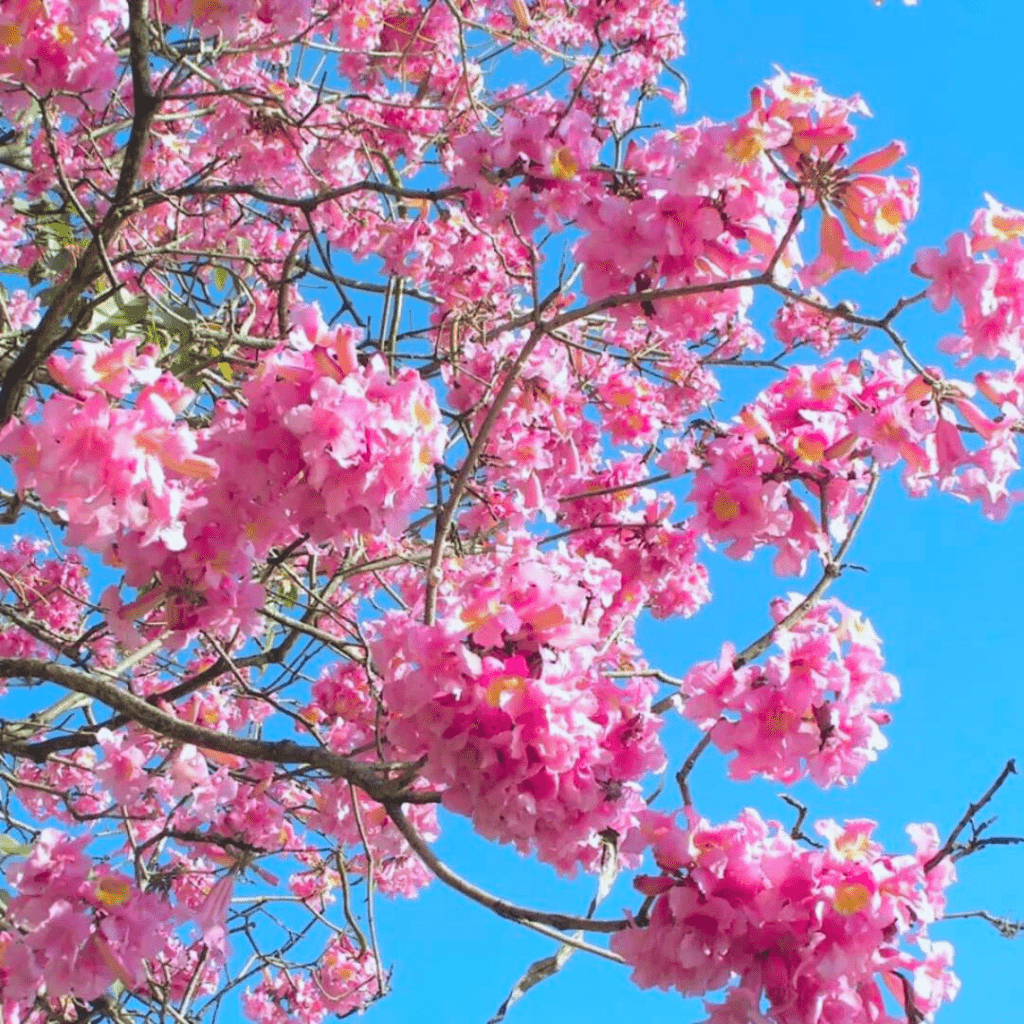 Tabebuia Rosea