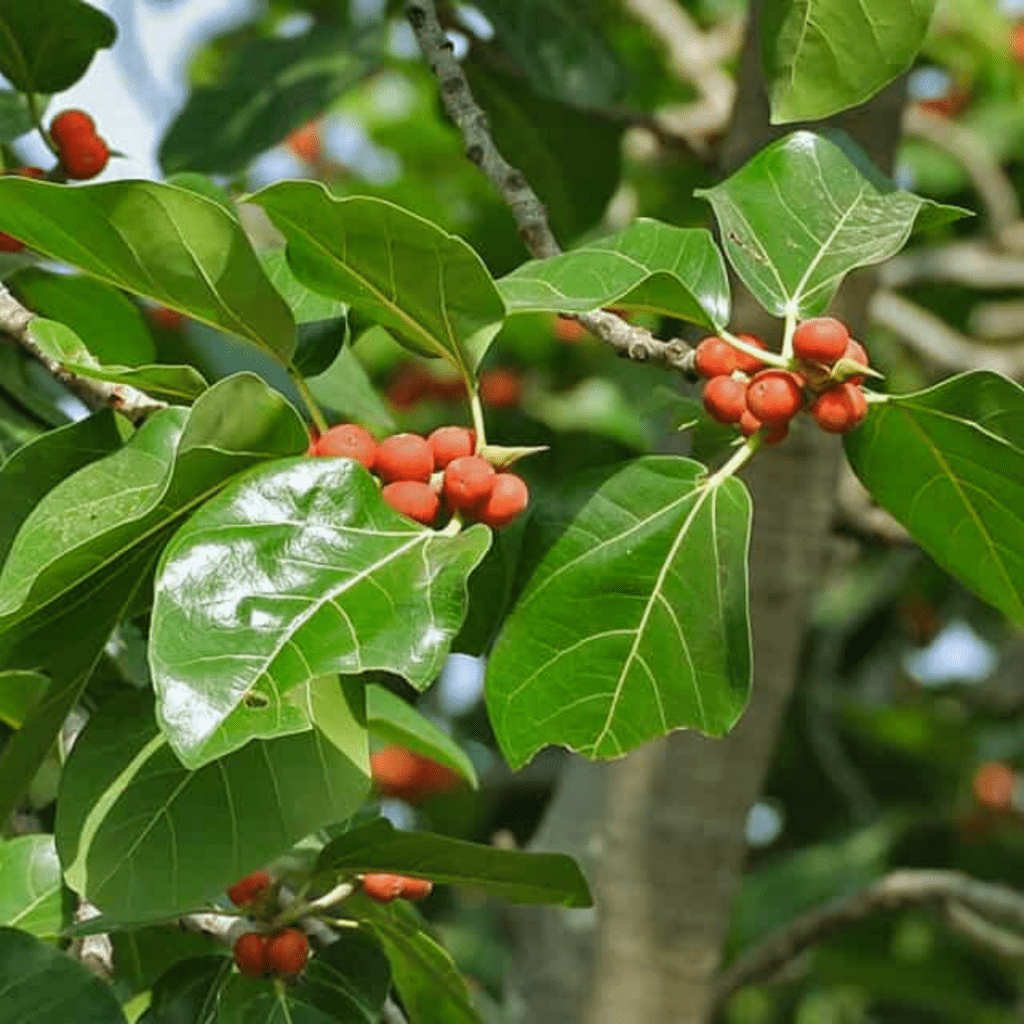 Ficus Benghalensis