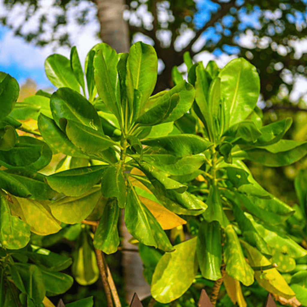 Terminalia Catappa