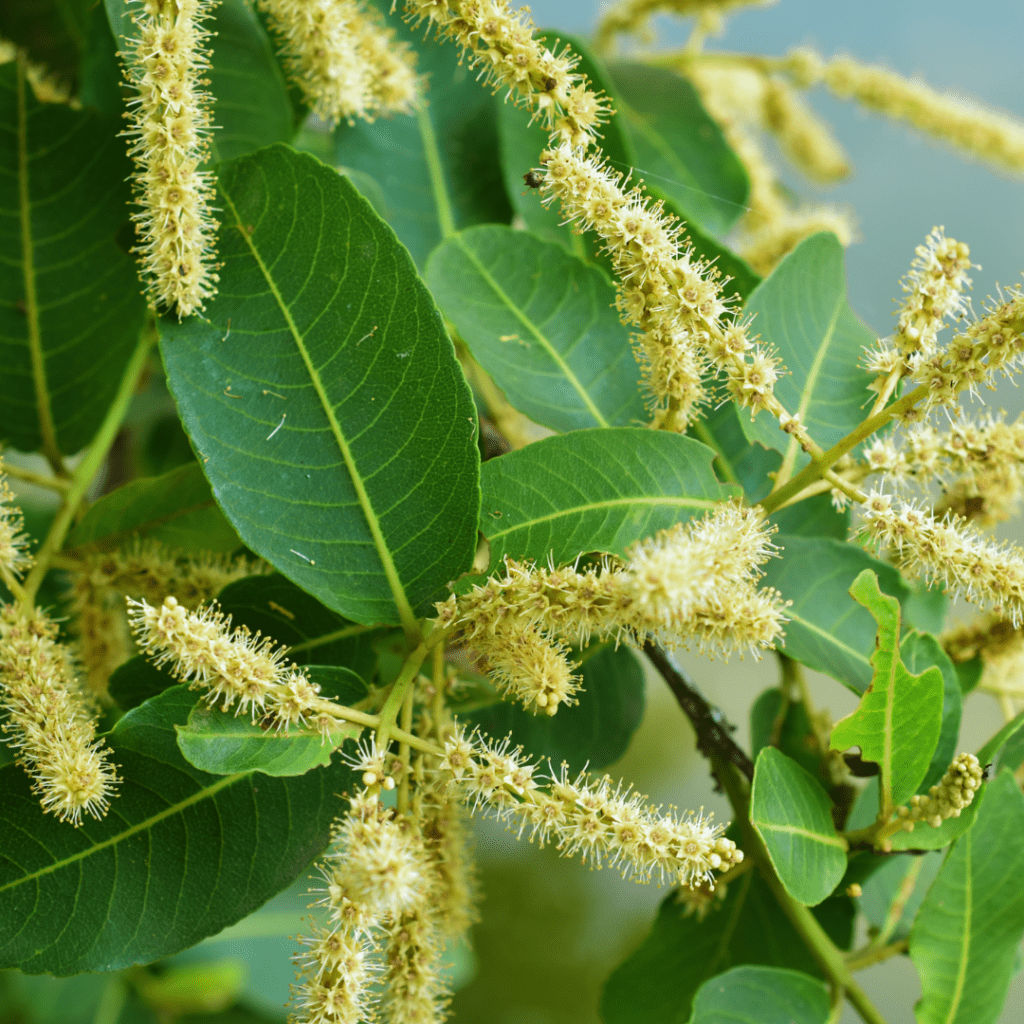 Terminalia Arjuna