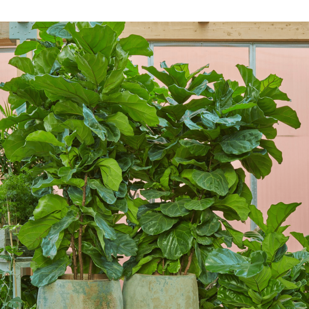 Ficus Lyrata