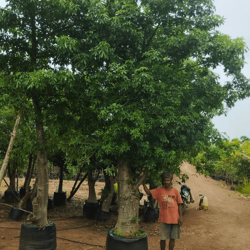 Adansonia Digitata