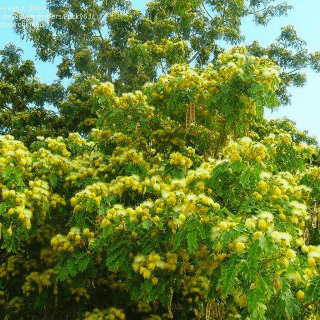 Albizia Lebbeck