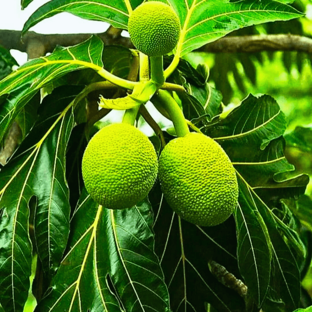 Artocarpus Altilis