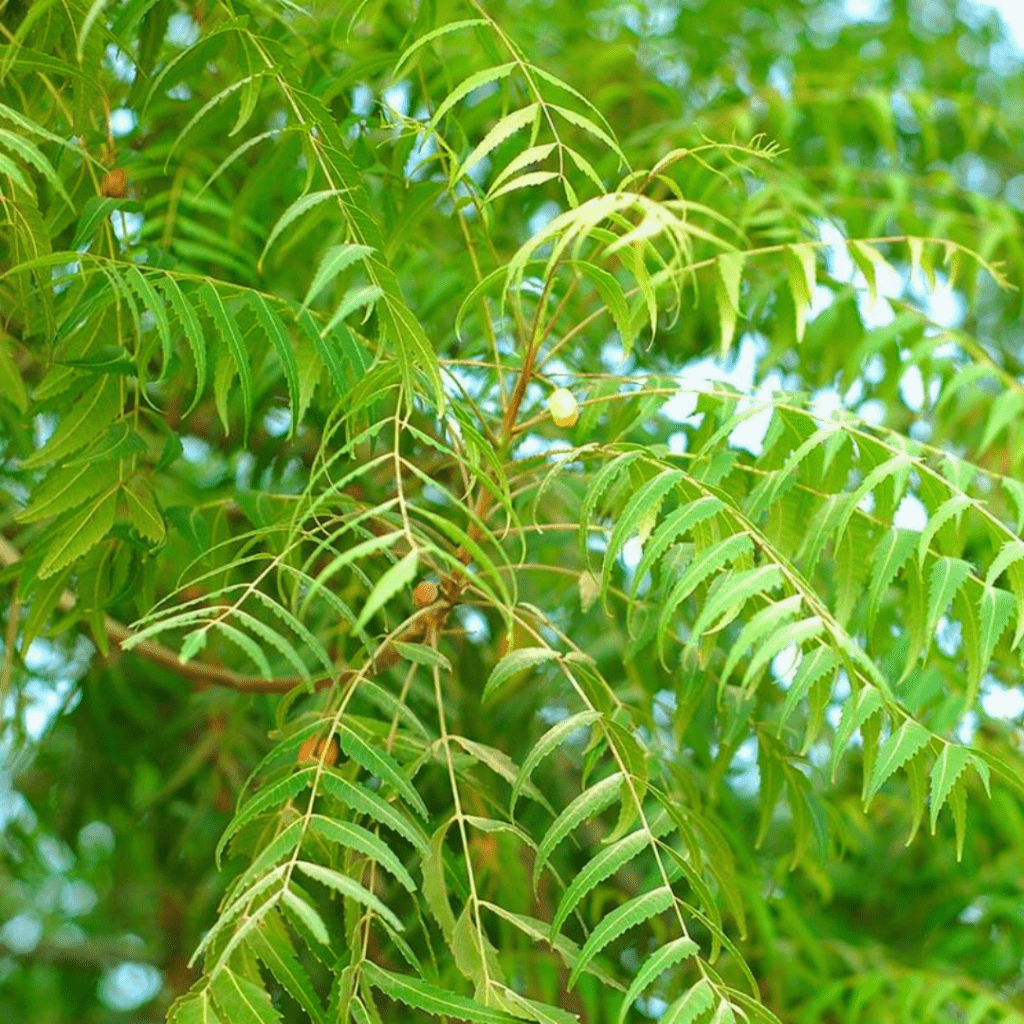 Azadirachta Indica