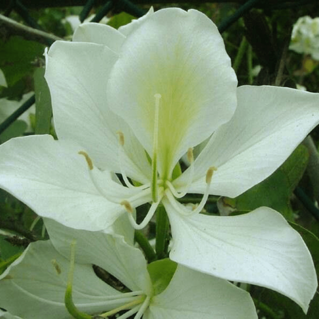 Bauhinia Acuminata