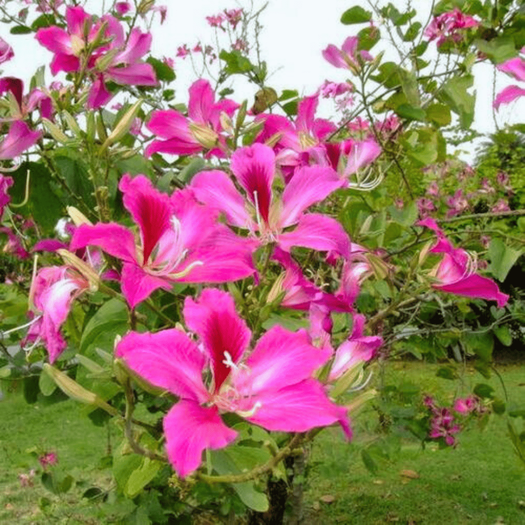 Bauhinia Purpurea