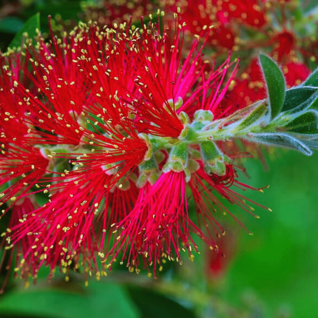 Callistemon Lanceolatus