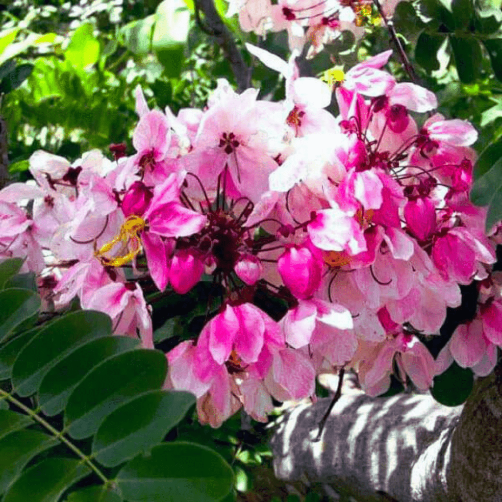 Cassia Javanica