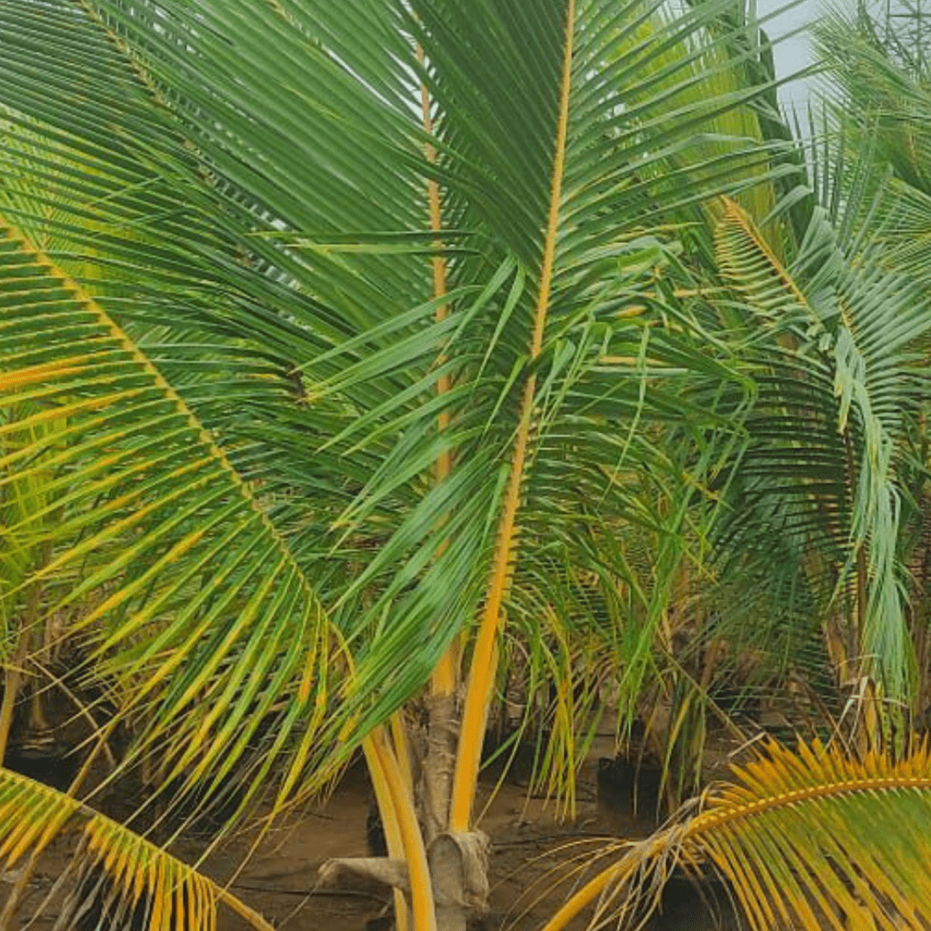 Cocos Nucifera