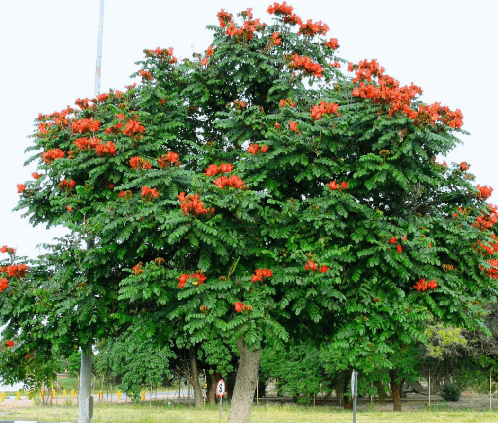 Spathodea Campanulata