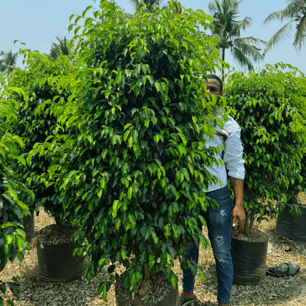 Ficus Benjamina