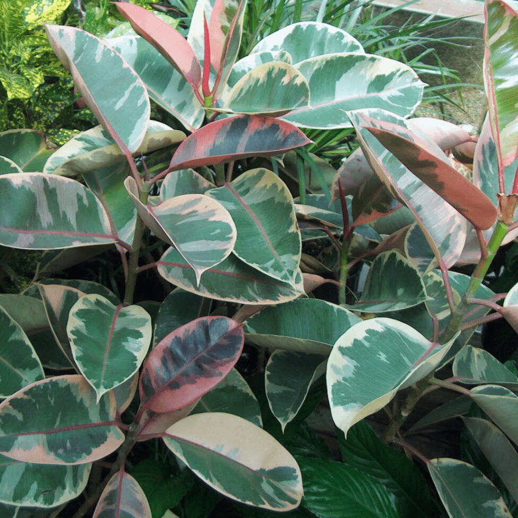 Ficus Elastica