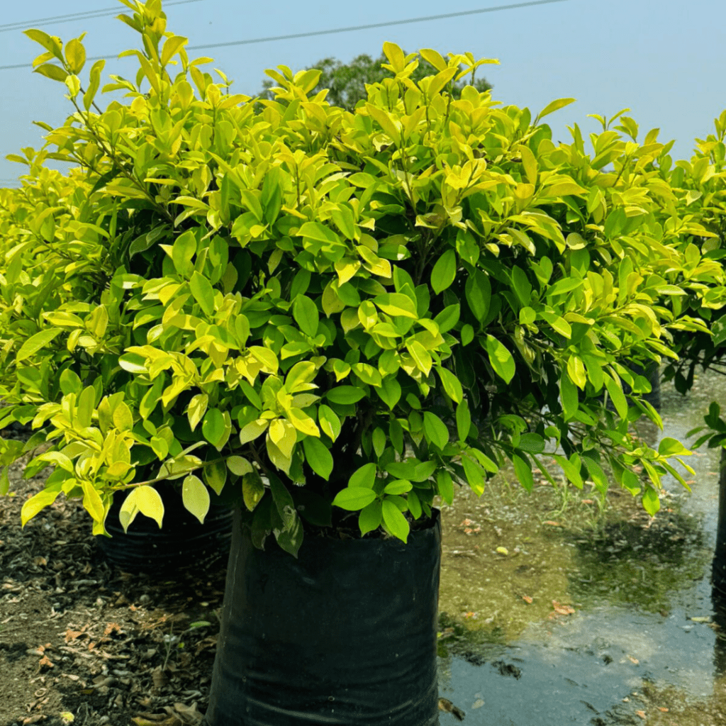 Ficus Panda