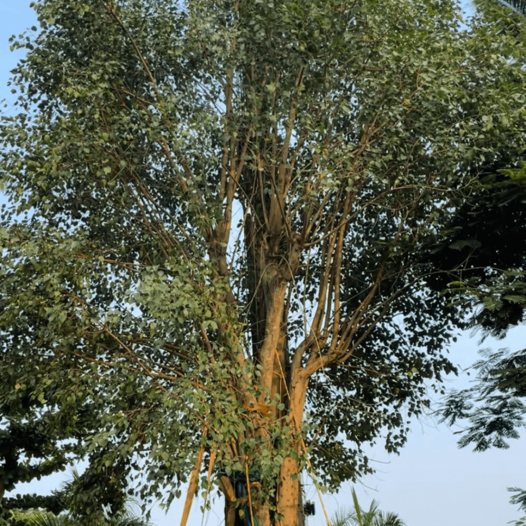 Ficus Religiosa 