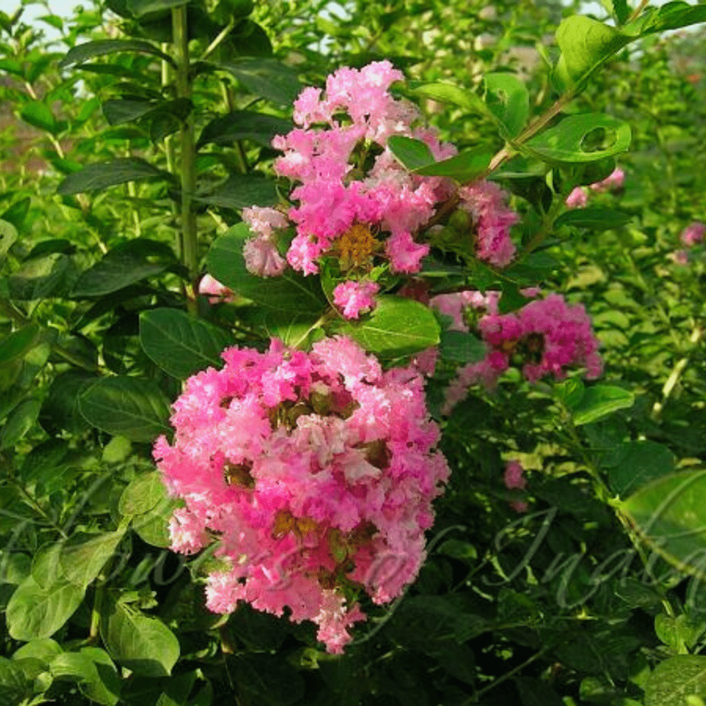 Lagerstroemia Indica