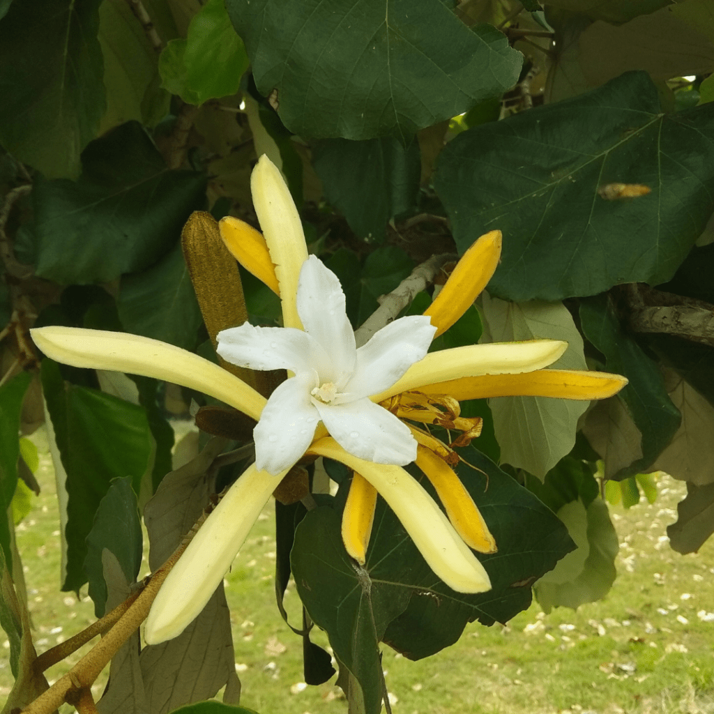 Pterospermum Acerifolium