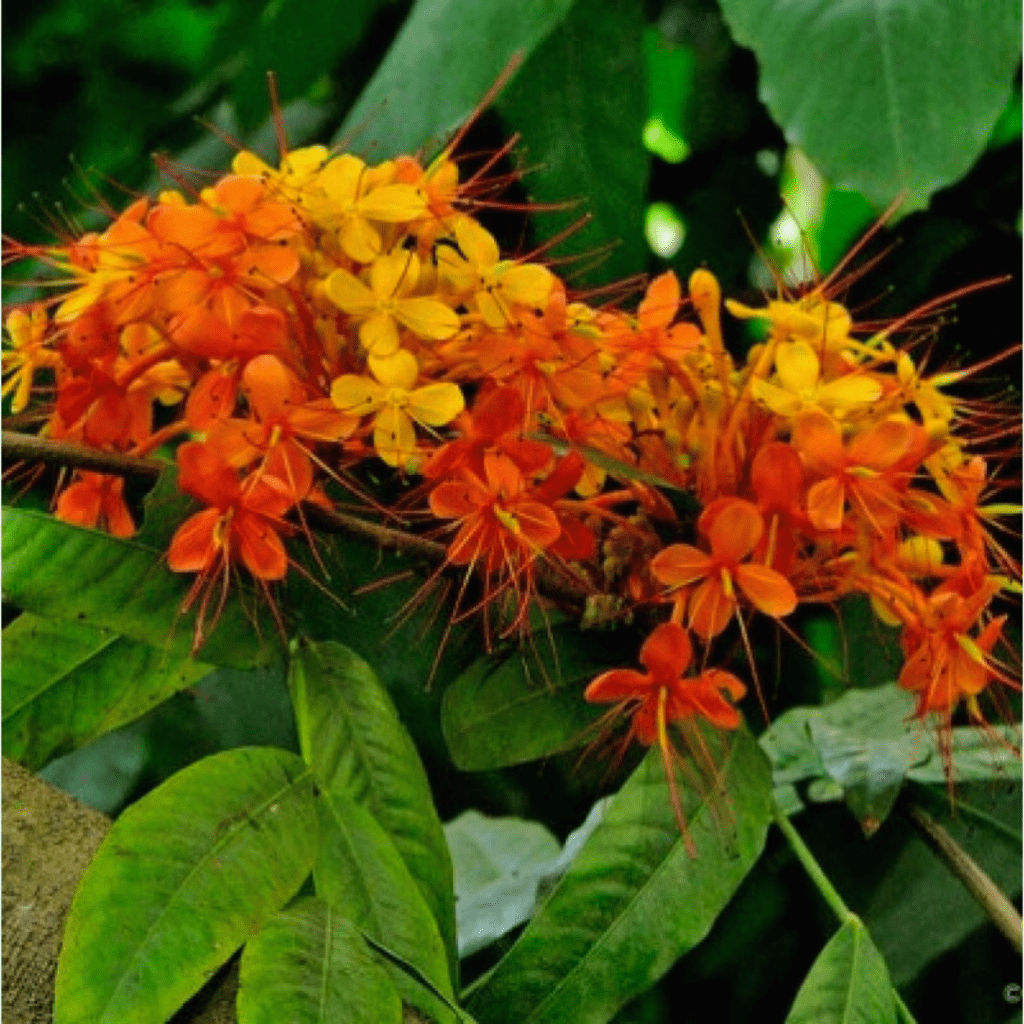 Saraca Indica