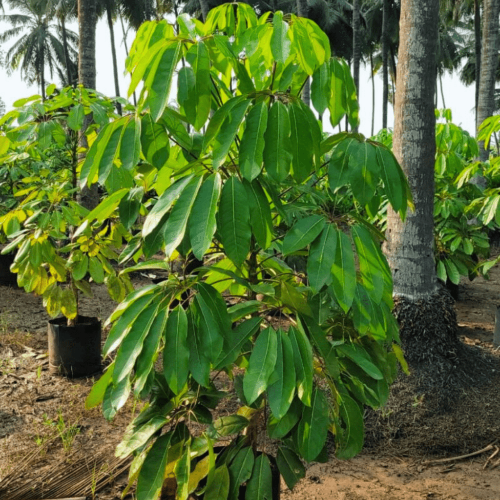 Schefflera Actinophylla