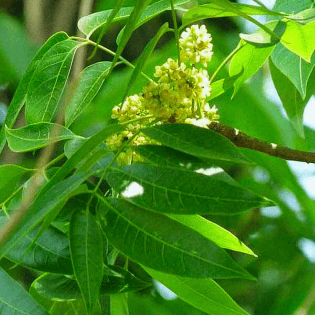 Swietenia Mahagoni