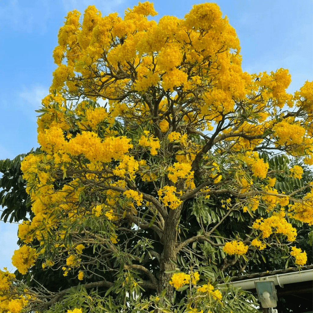 Tabebuia Argentea