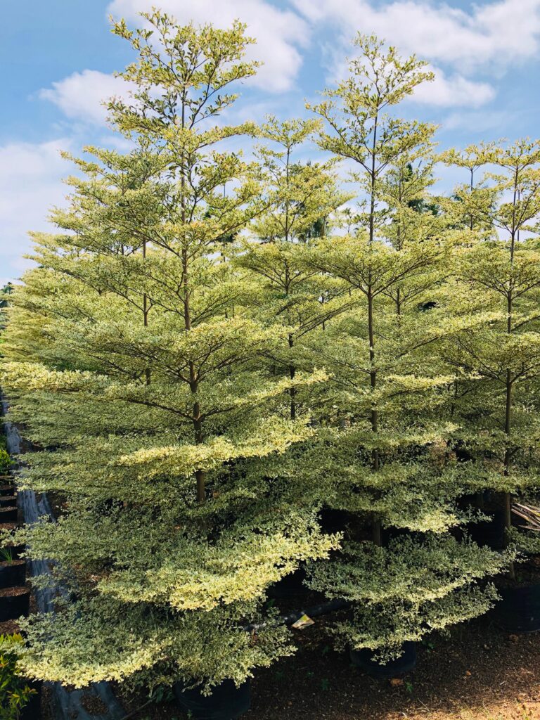 Terminalia Mantaly Variegated