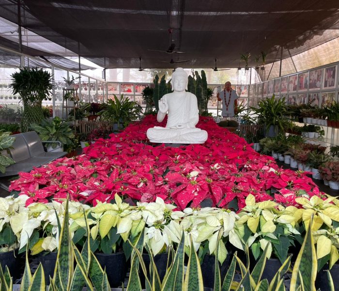 Buddha surrounded with plants