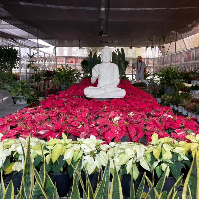 Buddha surrounded with plants