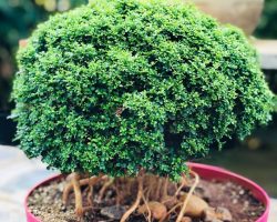 Bonsai Collection in Palla Venkanna Nursery