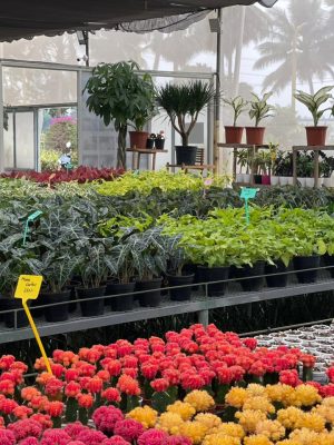 Plants in Palla Venkanna Nursery