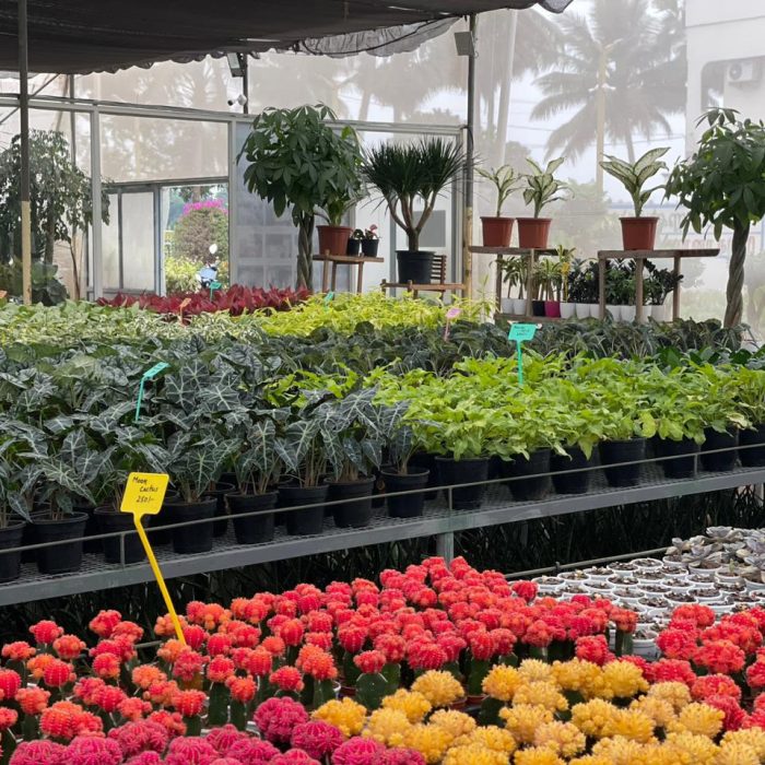 Plants in Palla Venkanna Nursery