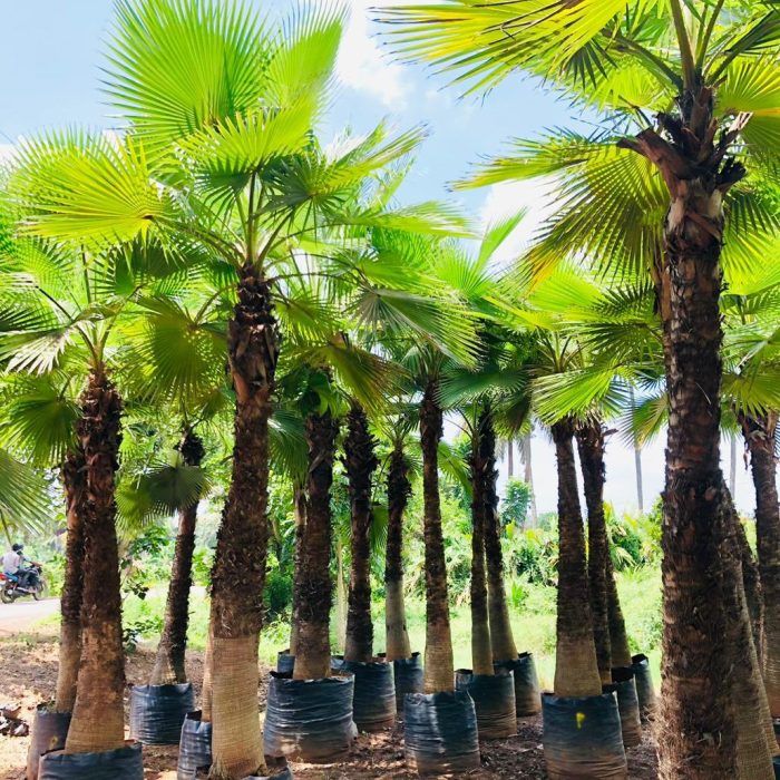 Palm Trees in nursery