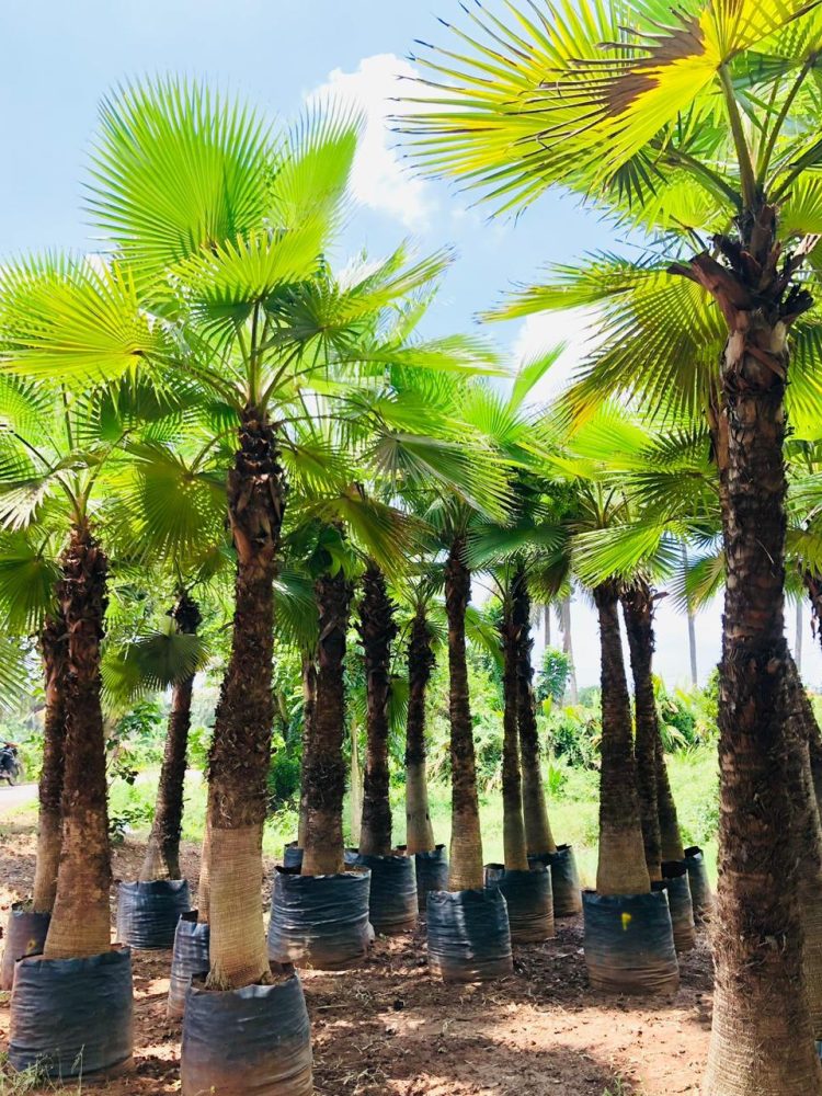 Palm Trees in nursery